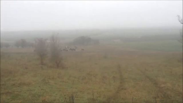 По грибы в декабре! смотреть онлайн