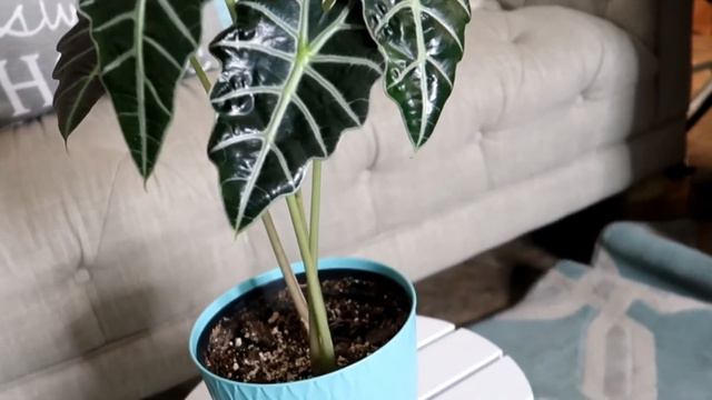 ALOCASIA AMAZONICA - POLLY CARE