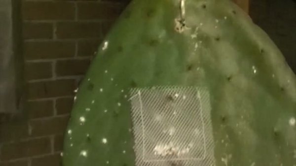 Cochineal Insect Dye