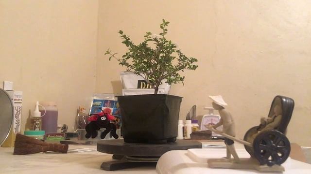 BONSAI SERISSA JAPONICA (CHINESE FLOWERING WHITE SERISSA) PROYECTO смотреть онлайн