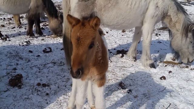 Жеребенок. Апрель 2018 смотреть онлайн