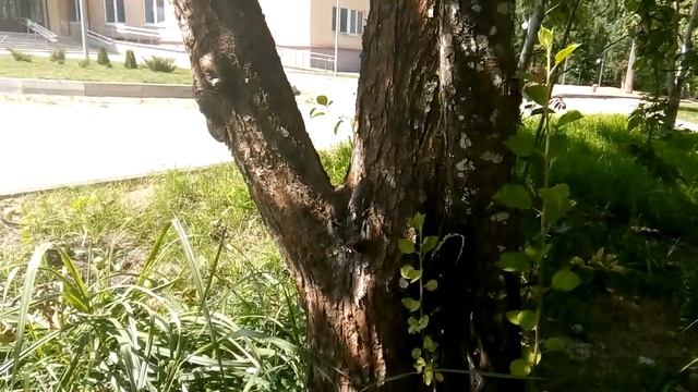 Адмирал и траурница на стволе яблони. смотреть онлайн