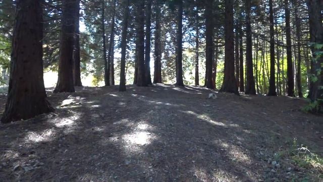 Американский лес в Крыму, роща СЕКВОЙ, место которое скрыто от туристов, Ангарский перевал, Крым смотреть онлайн