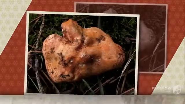 Peckiella lateritia - fungi kingdom смотреть онлайн