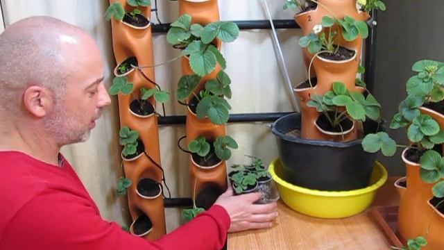 Клубника в квартире. Выращиваю в трубе. смотреть онлайн