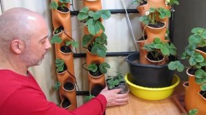 Клубника в квартире. Выращиваю в трубе.