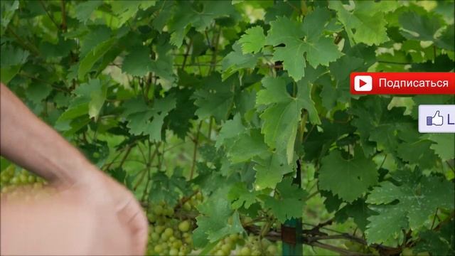 Сорт винограда Юбилей Трофимова. ? Описание сорта винограда Юбилей Трофимова. смотреть онлайн