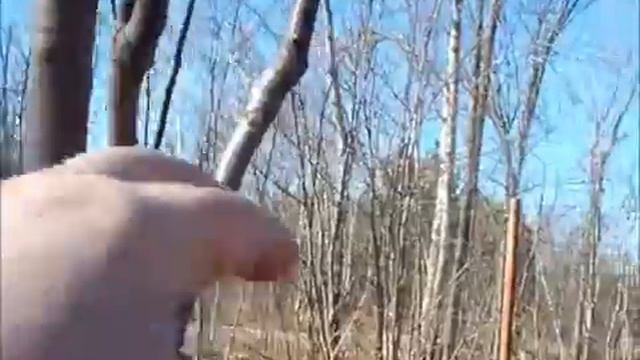 Lower Orchard - Part 8 - Jonagold update смотреть онлайн