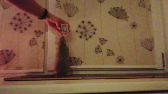 открывашки.mp4