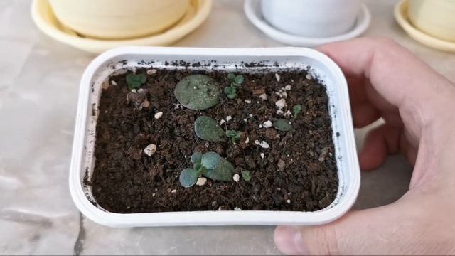 Денежное дерево (толстянка). Крассула Овата Минор. смотреть онлайн