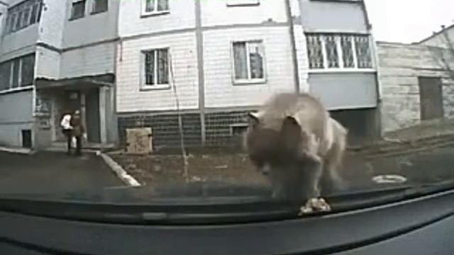 Кот блюёт на машину ржака до слёз!???? смотреть онлайн