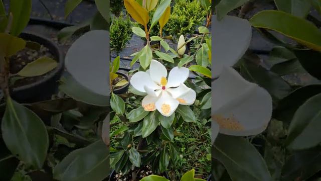 Magnolia Grandiflora Little Gem