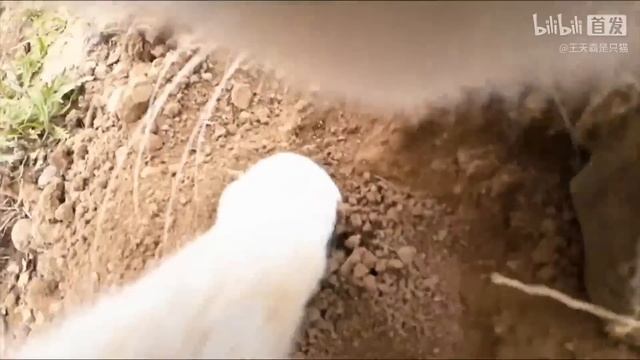 Привязал камеру к бездомному коту, чтобы шпионить за его друзьями смотреть онлайн