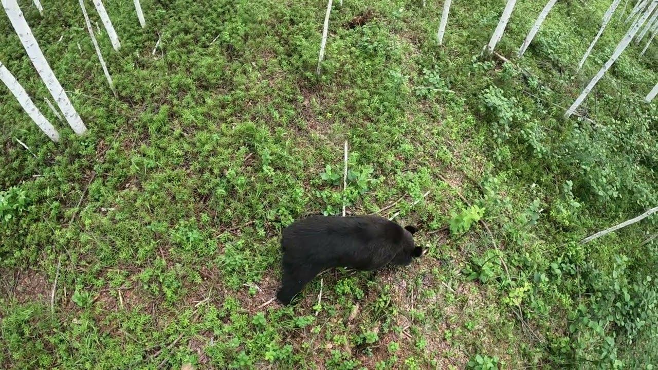 Не нужен летом медведям ресторан. смотреть онлайн