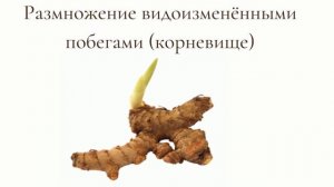 Вегетативное размножение растений