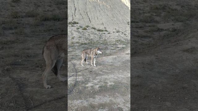 Волк на охране. смотреть онлайн