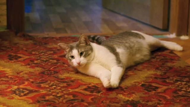 Pentax K5 II, котэ и harlem shake смотреть онлайн