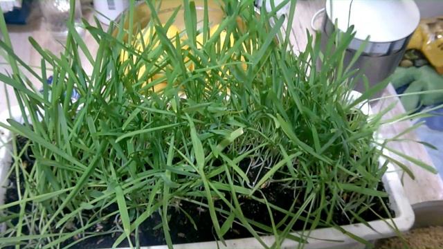 Домашний кулинарный мастер-класс