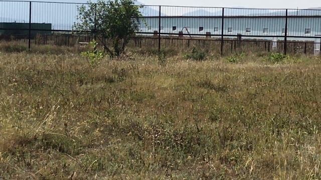 Львы дальнего прайда не особо ждут посетителей. смотреть онлайн