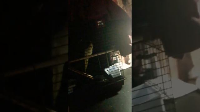 //карелла// #shorts #животные #попугай #попугайкарелла смотреть онлайн