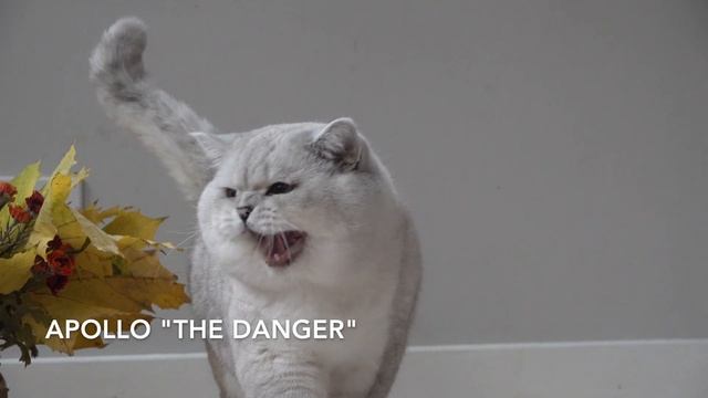Meowing cat | MEOWs compilation смотреть онлайн