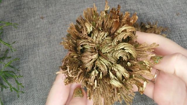 #чудо #растение #иерихонская #роза #AliExpress смотреть онлайн