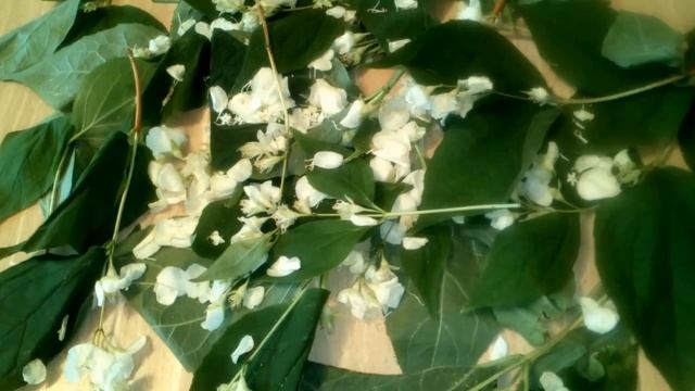 ЭКЗЕМУ, НЕРВЫ, ПЕЧЕНЬ, ПРОСТУДУ, ДИЗЕНТЕРИЮ - ЛЕЧАТ ЦВЕТЫ ЖАСМИНА. НАРОДНАЯ МЕДИЦИНА. смотреть онлайн