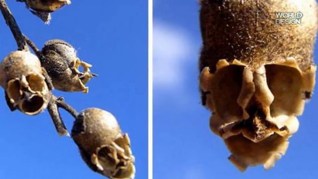 Самые необычные и удивительные цветы смотреть онлайн