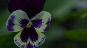 Анютины глазки, уход и размножение
