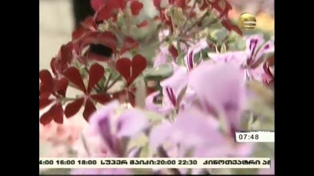 Pelargonium In Grato Greenhouse