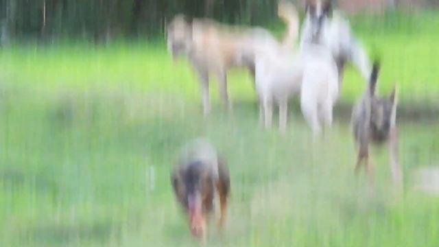 Smart Dogs Hard Try Catching for Play Play But Dogs friends .. Not Happy смотреть онлайн