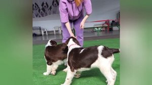 Английский спрингер спаниель щенок 3,5 месяца. Продаётся!