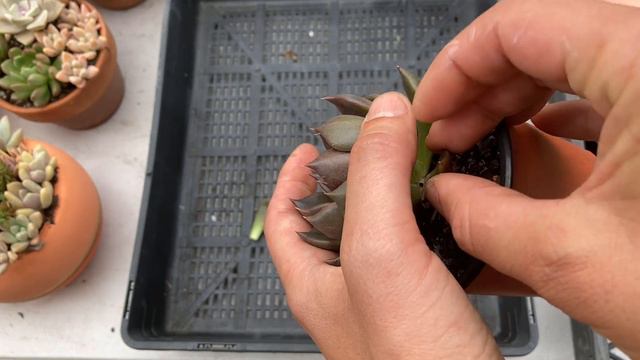 Main Reasons Why Leaf Propagations Fail To Grow