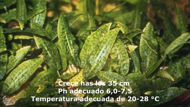 Cryptocoryne affinis de asia смотреть онлайн
