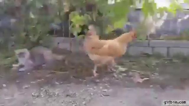 Курица учит кота ловить мышей смотреть онлайн