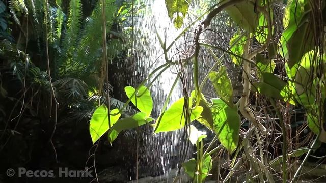 Butterflies Flying In Slow Motion HD - Houston Butterfly Museum