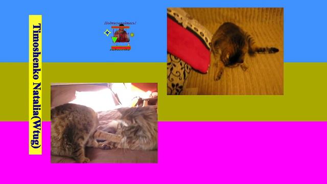 Мистика жизни Котики Всегда знают что нужно делать! Парадокс! смотреть онлайн