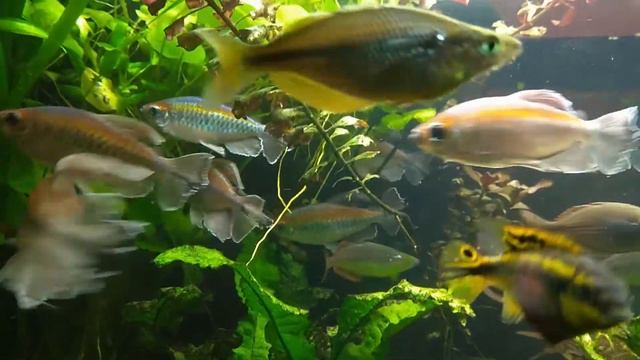 Конго-радужницы-боцки смотреть онлайн