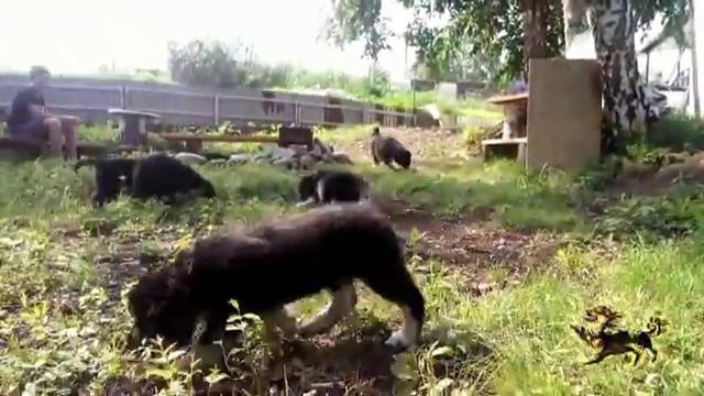 Бурят-монгольская собака. Щенки хотошо смотреть онлайн