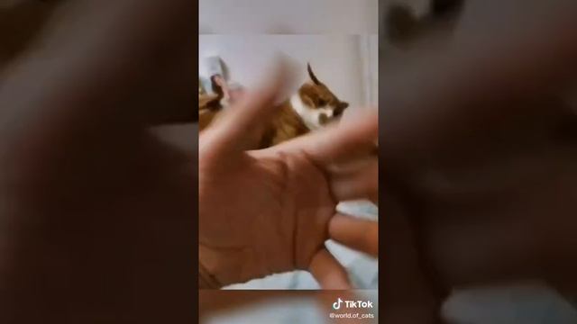 if u laugh u lose 1 laugh git me 1 like смотреть онлайн