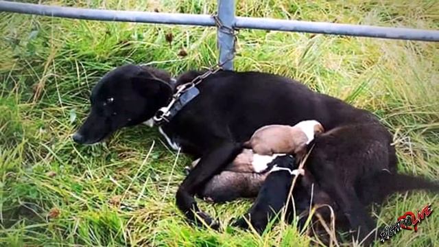 Она родила прямо на цепи! Хозяин бросил беременную малышку привязанной к забору! смотреть онлайн