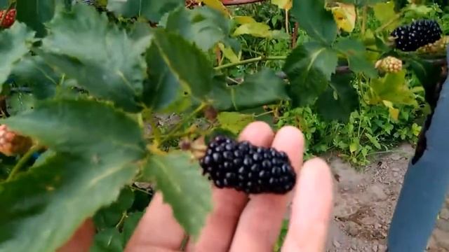 Ежевика, сорт Натчез. Обзор 01.08.17г. Питомник. смотреть онлайн