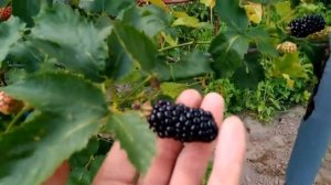 Ежевика, сорт Натчез. Обзор 01.08.17г. Питомник.