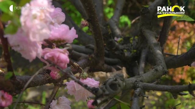 "Сад-город": мигдаль трилопатевий | Ранок на Суспільному | смотреть онлайн