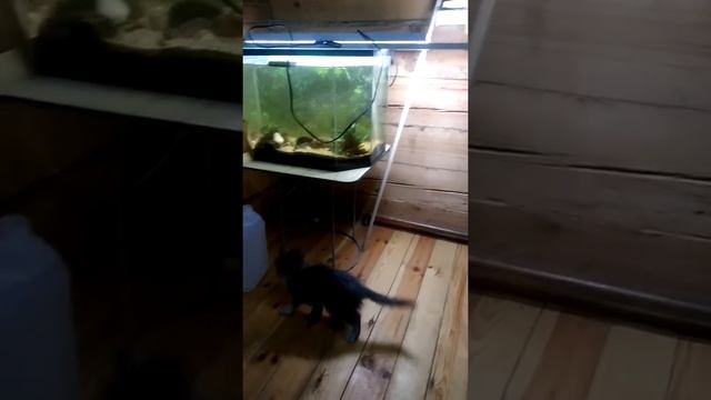 котенок охотится на рыбок в аквариуме смотреть онлайн