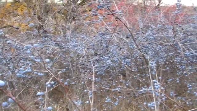 ТЕРНОВНИК. Всего 100 грамм в день и ВЫ ЗДОРОВЫ! Терн польза и вред