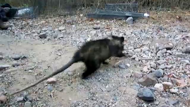 Virginia Opossum, Didelphis Virginiana