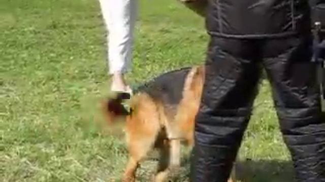 Выставка Самара 133 смотреть онлайн