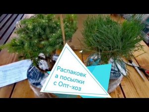 Распаковка посылки с хвойными растениями от ОПТ-ХОЗ! Август 2022