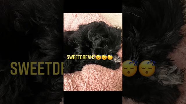 #puppylove #havamalt #unconditionallove #puppylovers #puppylife смотреть онлайн
